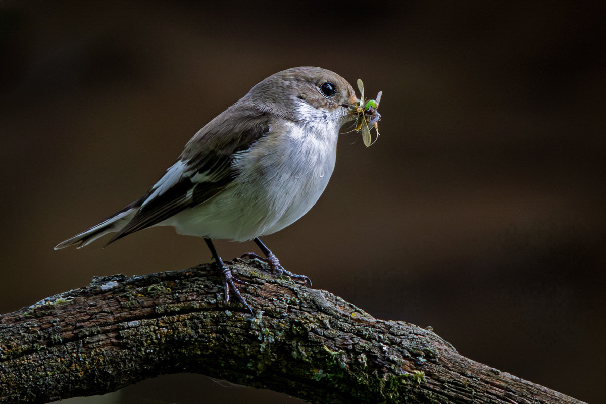 Pied Flycatcher