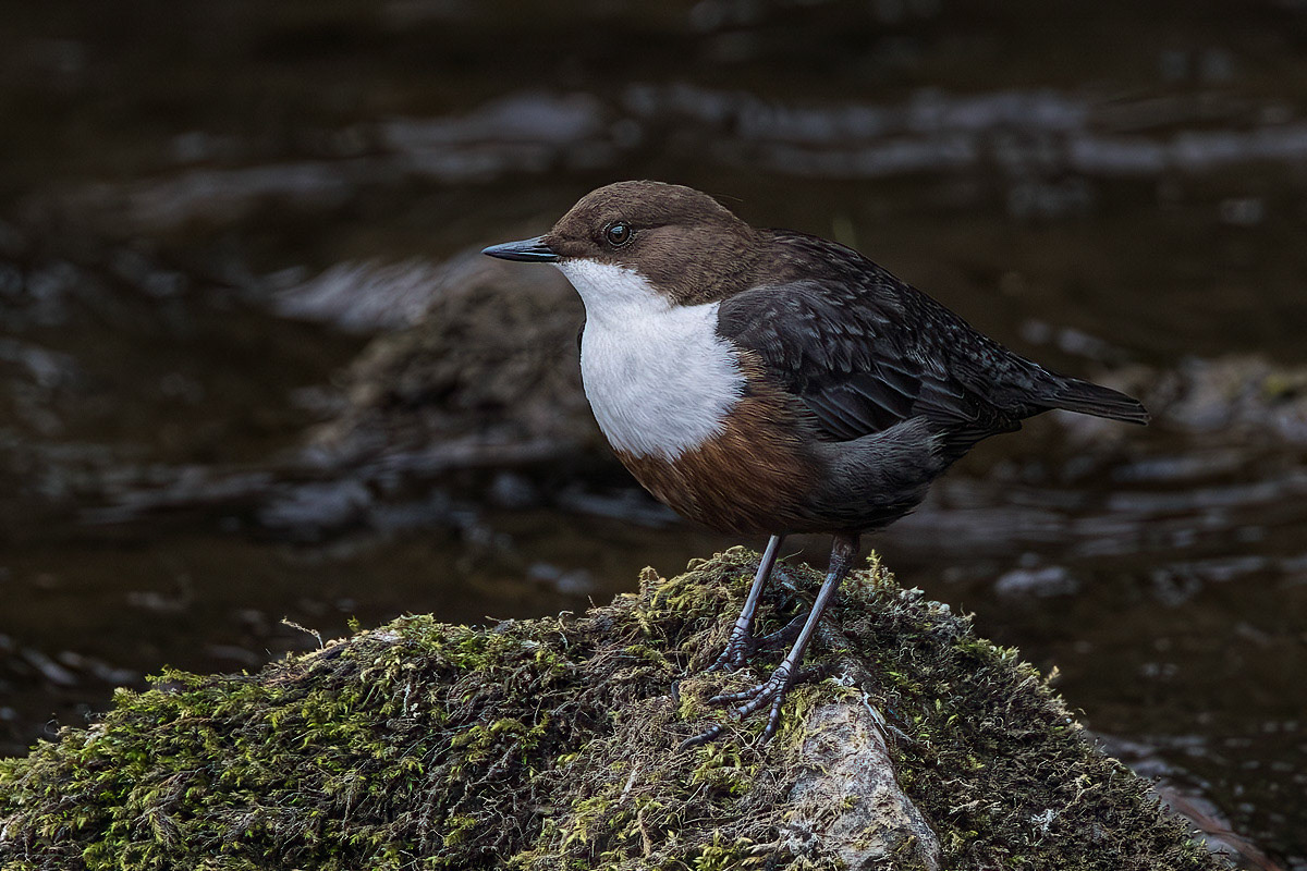 Dipper