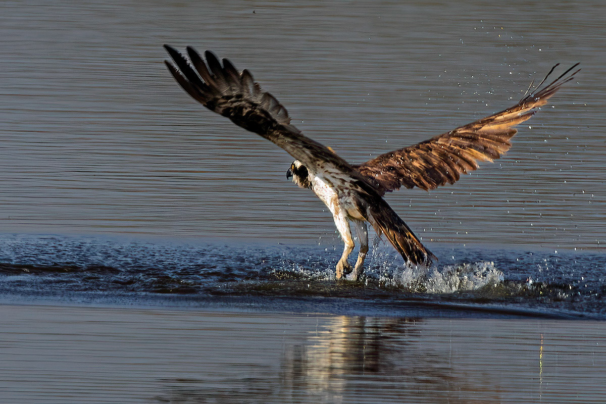 Osprey