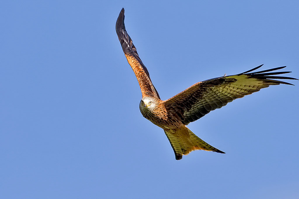 Red Kite
