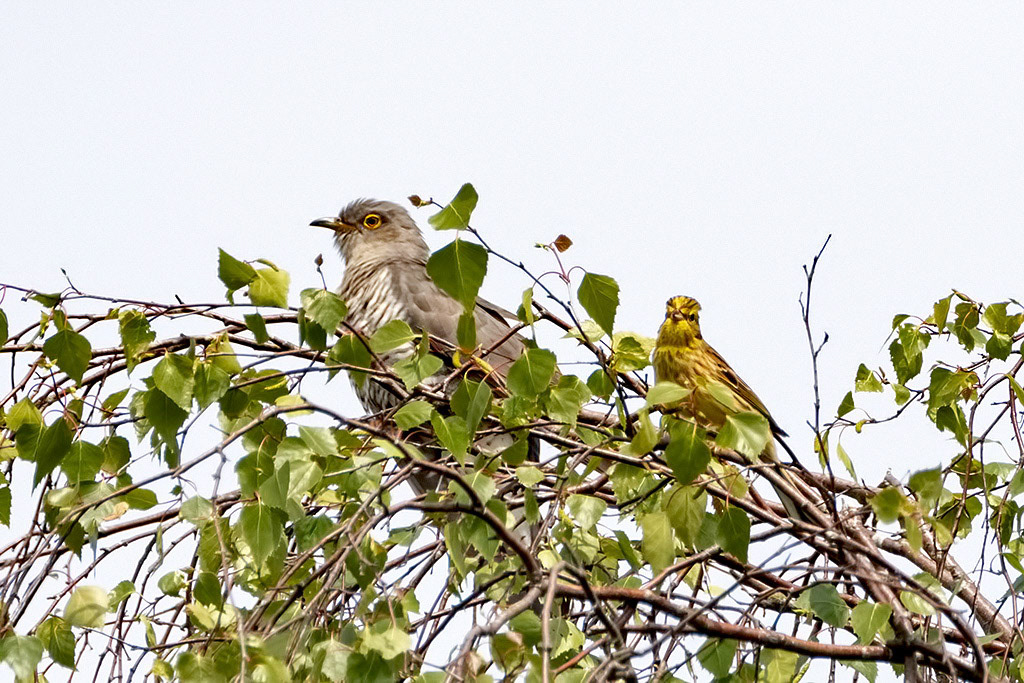 Cuckoo and Yellowhammer
