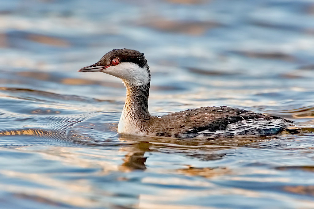 Slavonian Grebe