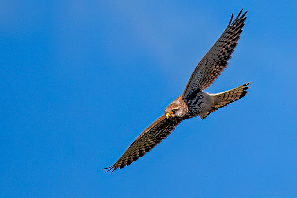 Kestrel