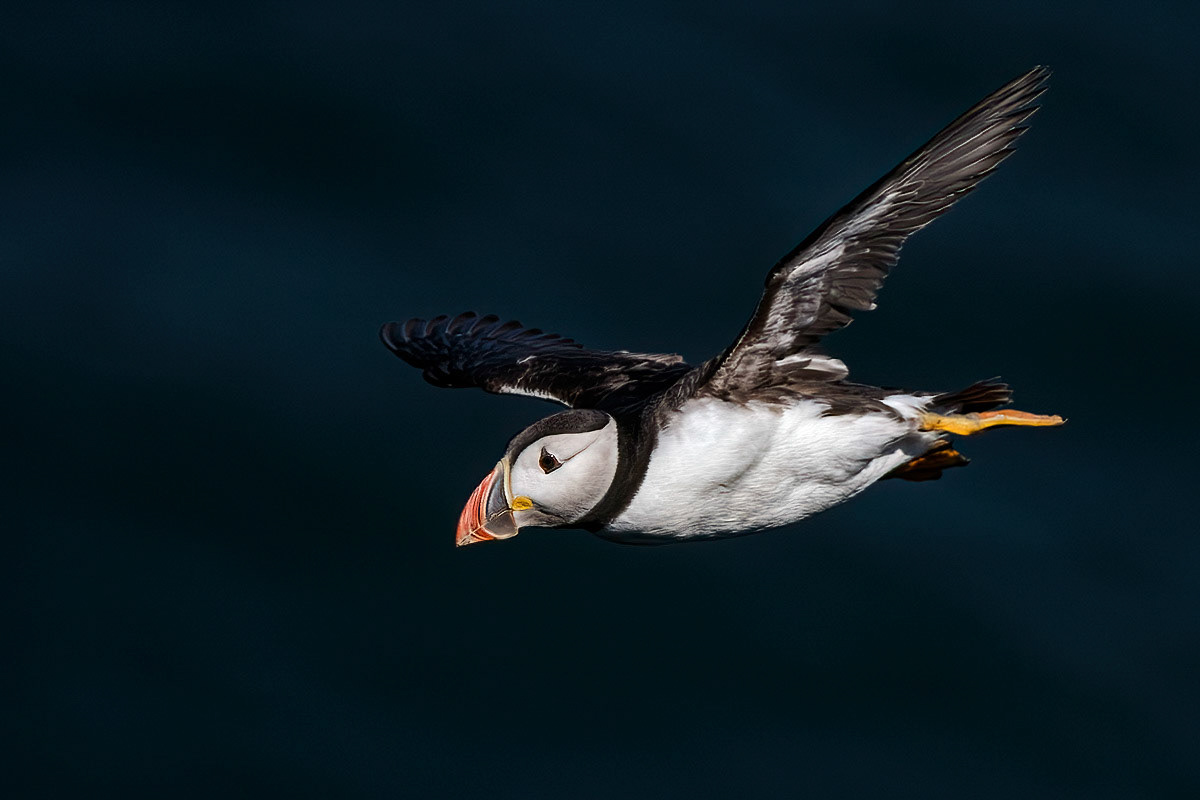 Puffin