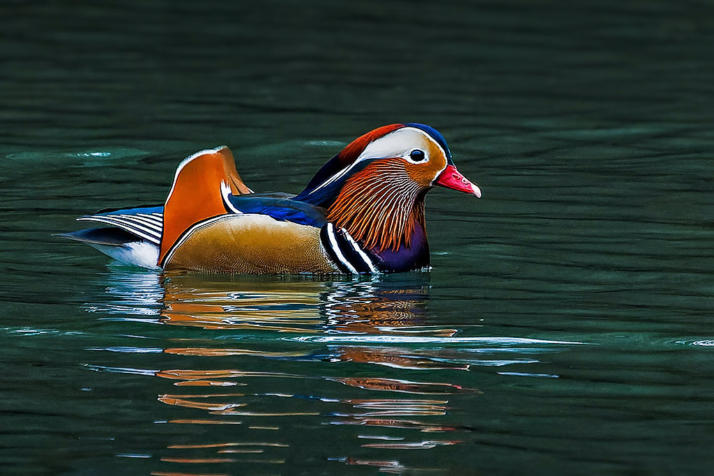 Mandarin Duck