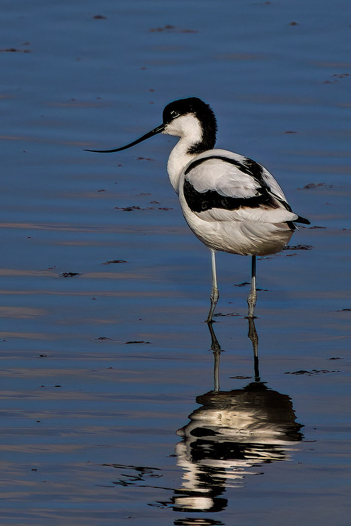 Avocet