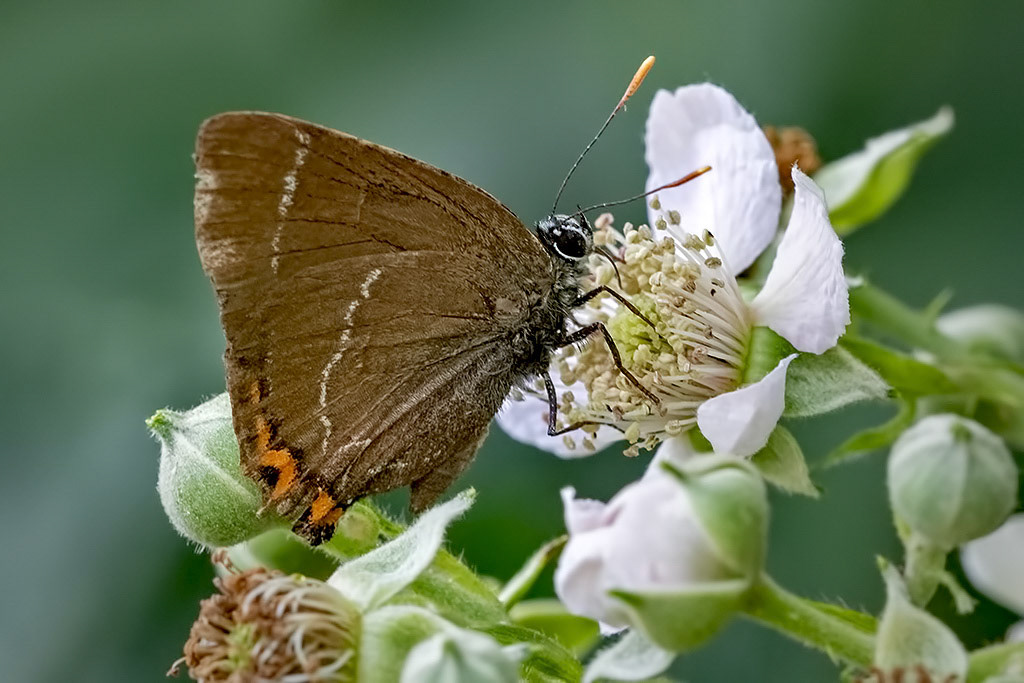White-letter Hairstreak