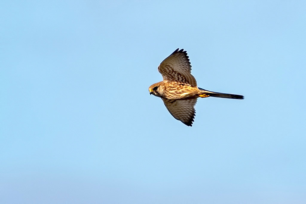 Kestrel