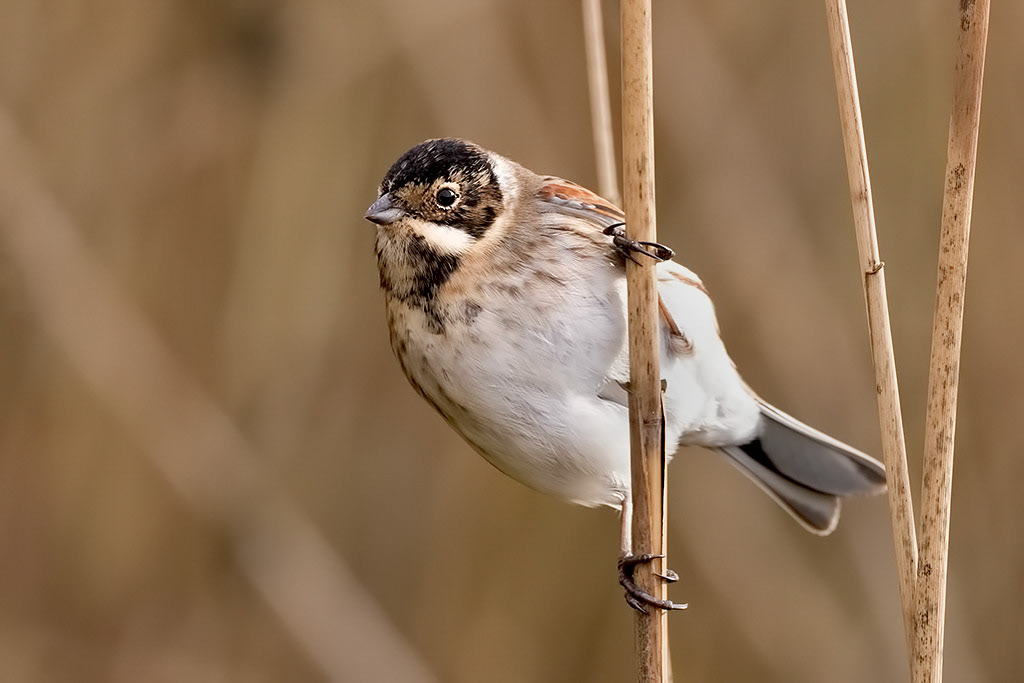 Reed Bunting