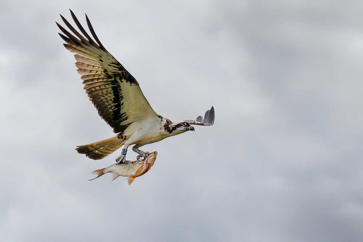 Osprey