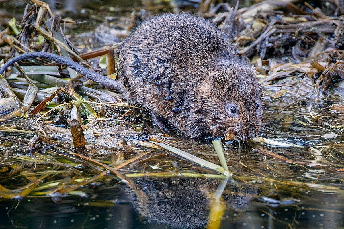 Water Vole
