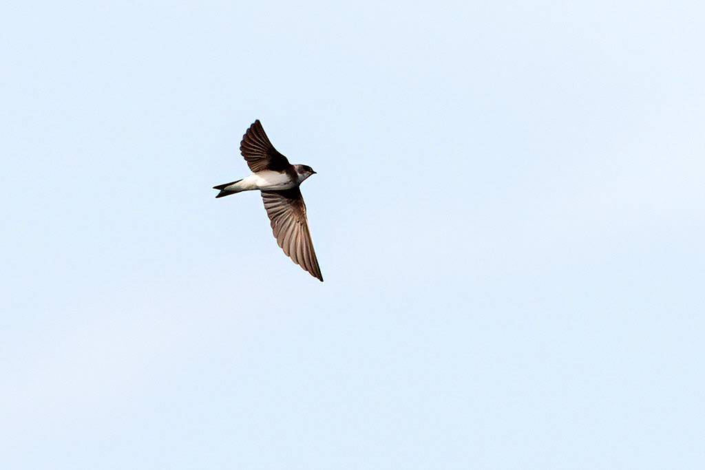 Sand Martin
