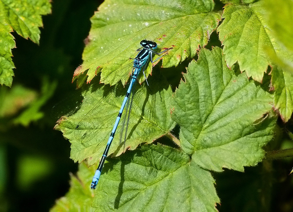 Azure Damselfly