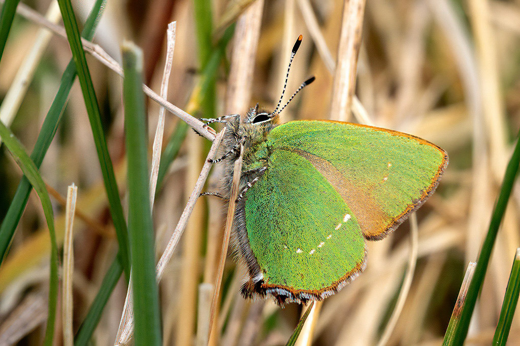 Green Hairstreak Butterfly