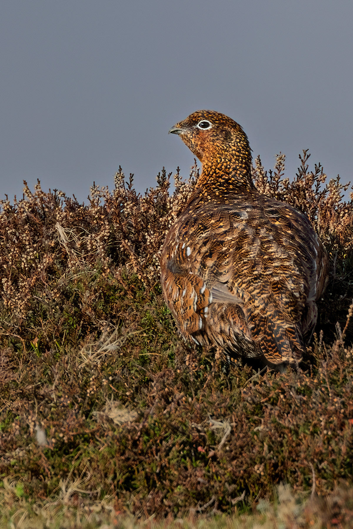 Red Grouse