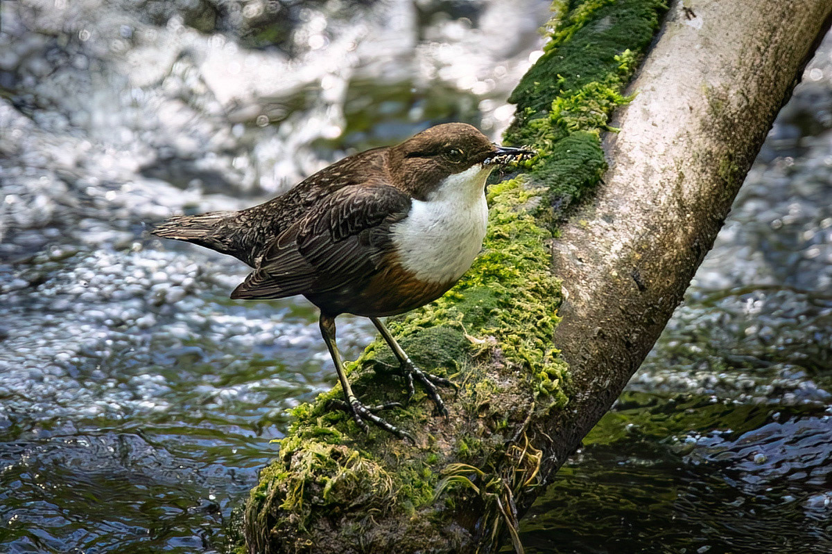 Dipper