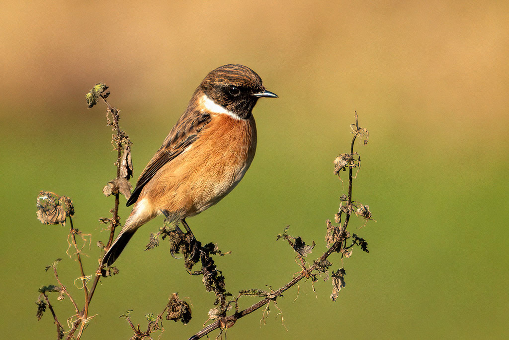 Stonechat