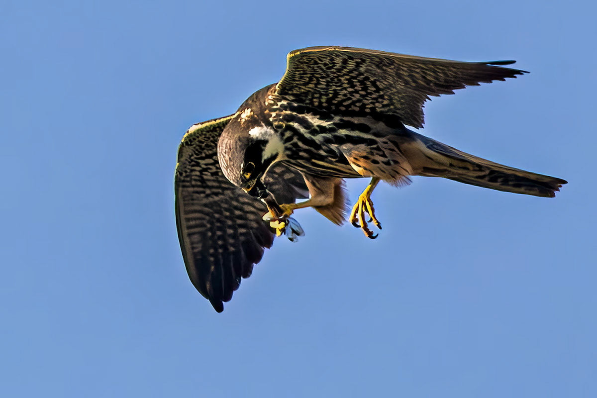 Hobby