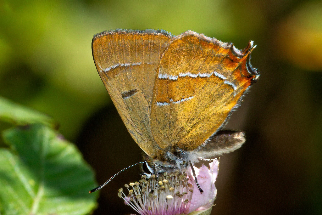 Brown Hairstreak Butterfly