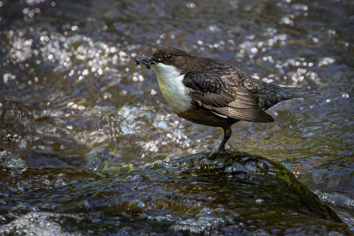 Dipper