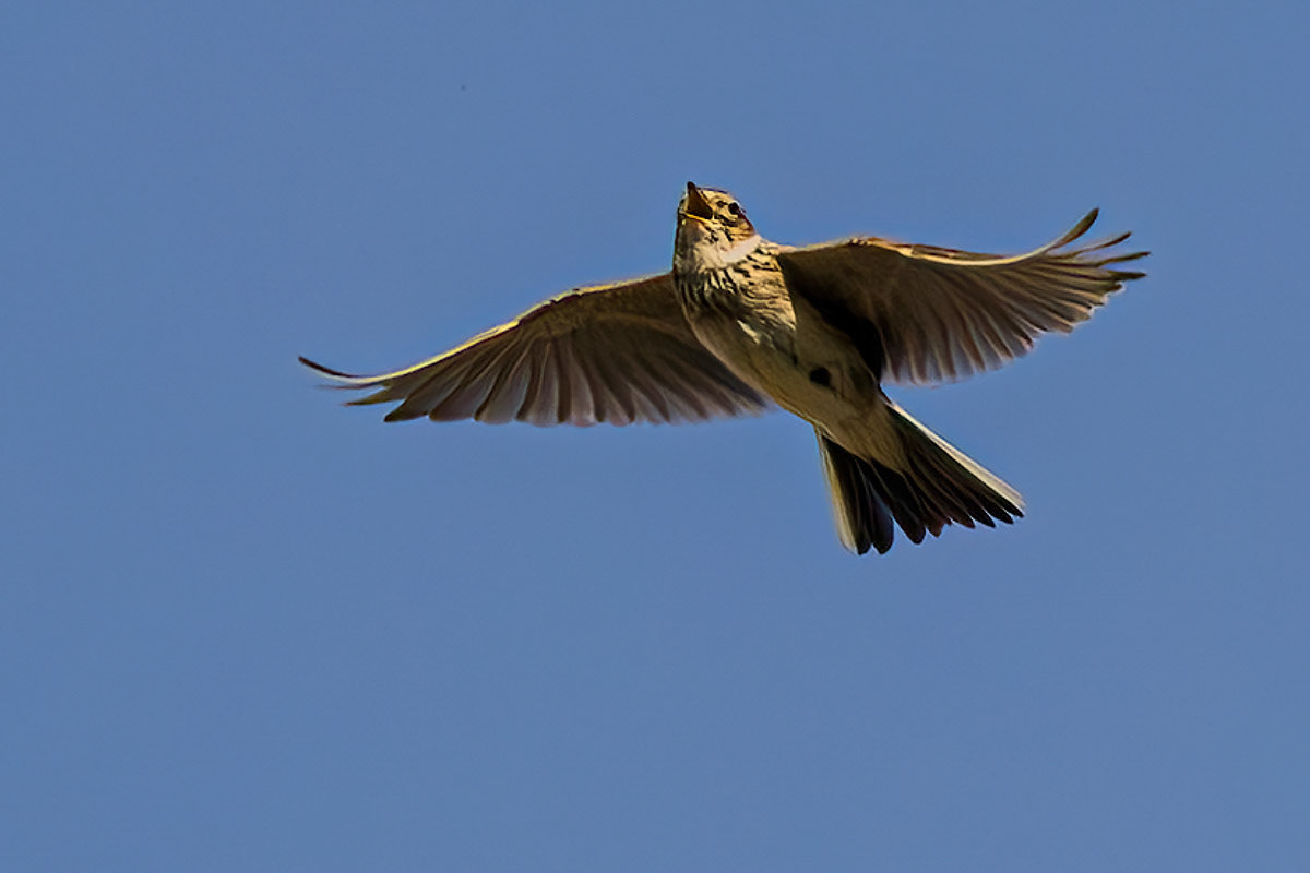 Skylark