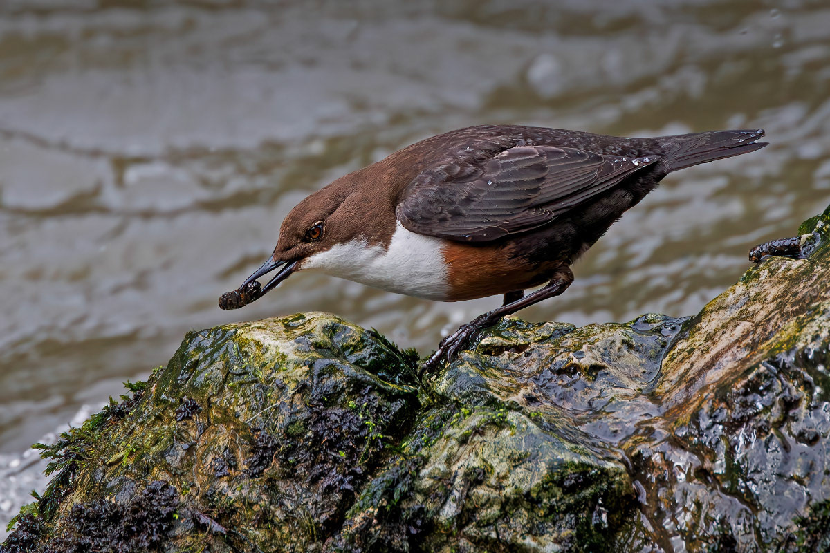White-throated Dipper