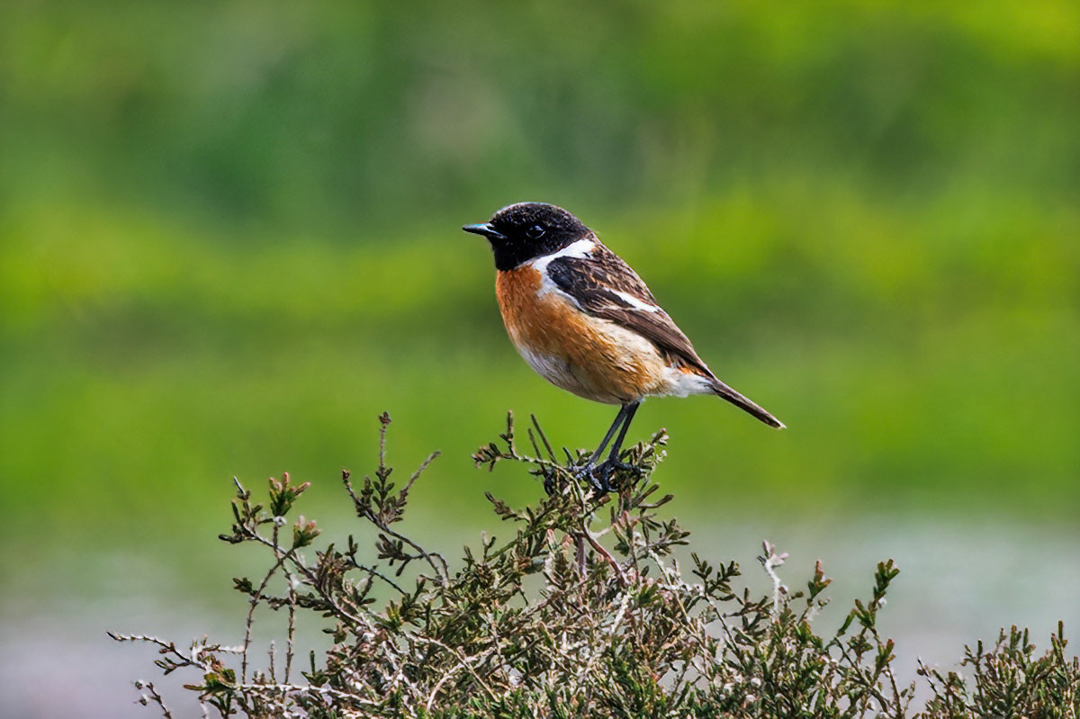 Stonechat