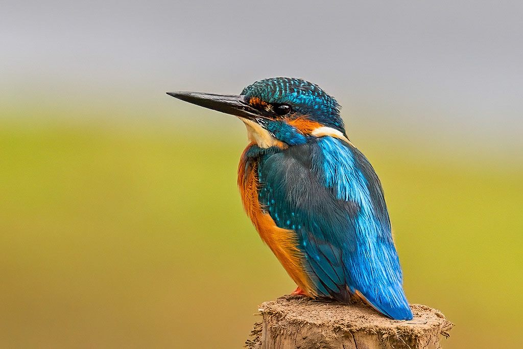 Kingfisher