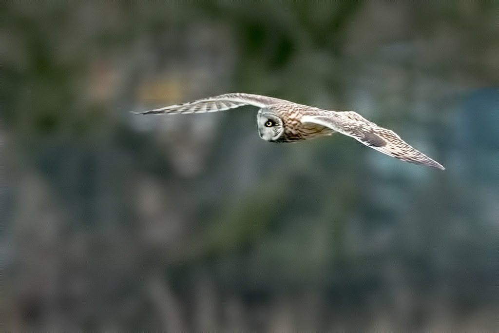 Short-eared Owl