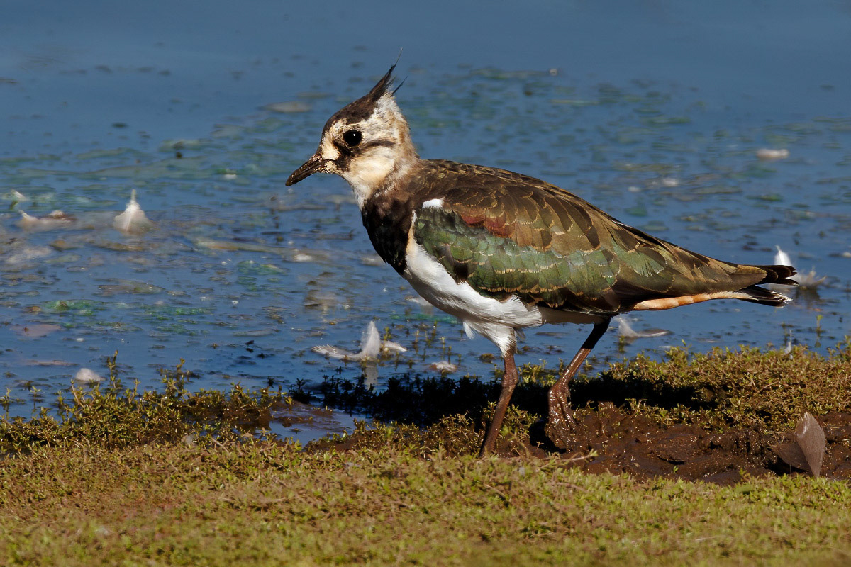 Lapwing