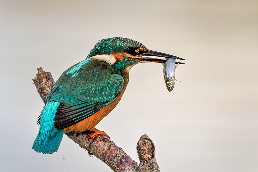 Kingfisher
