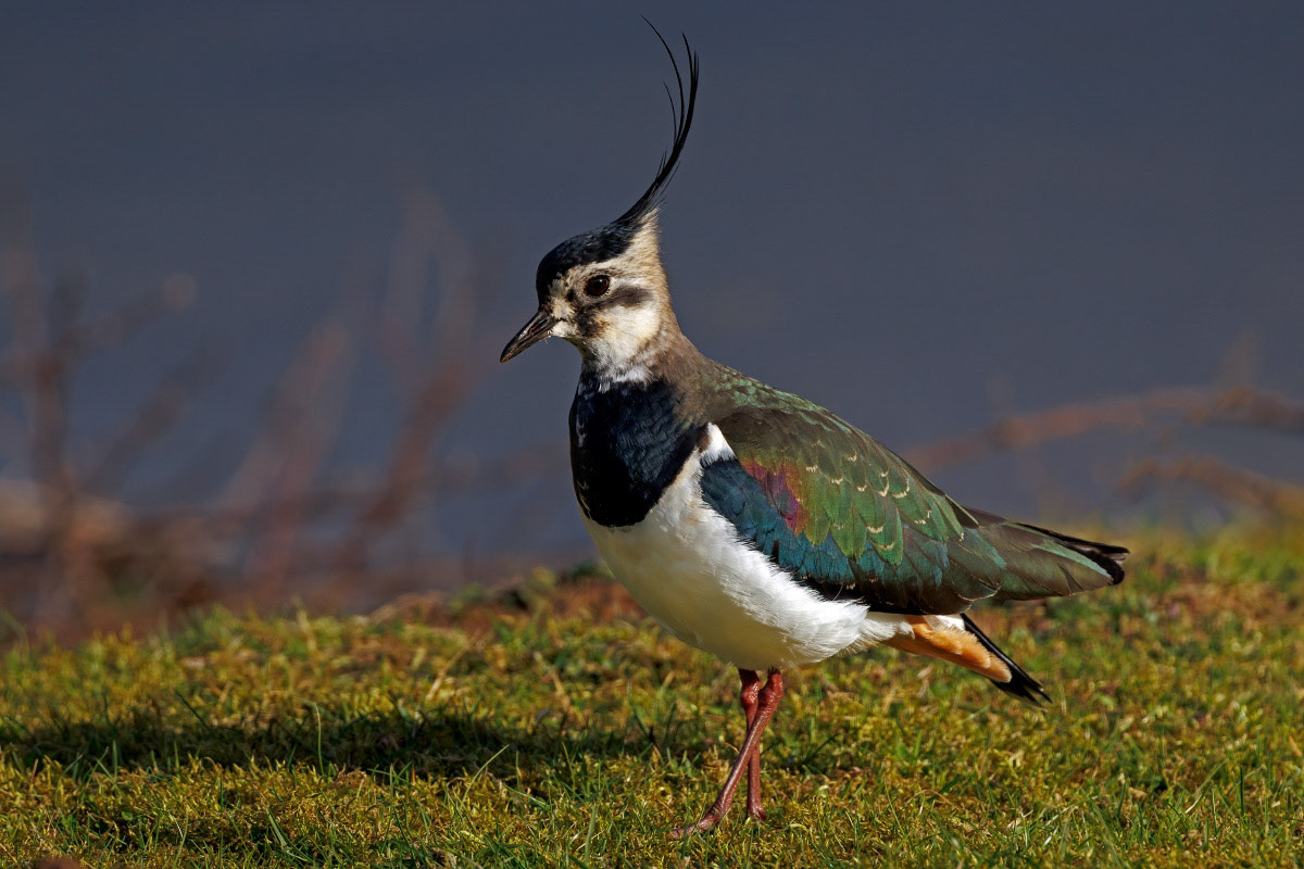 Lapwing