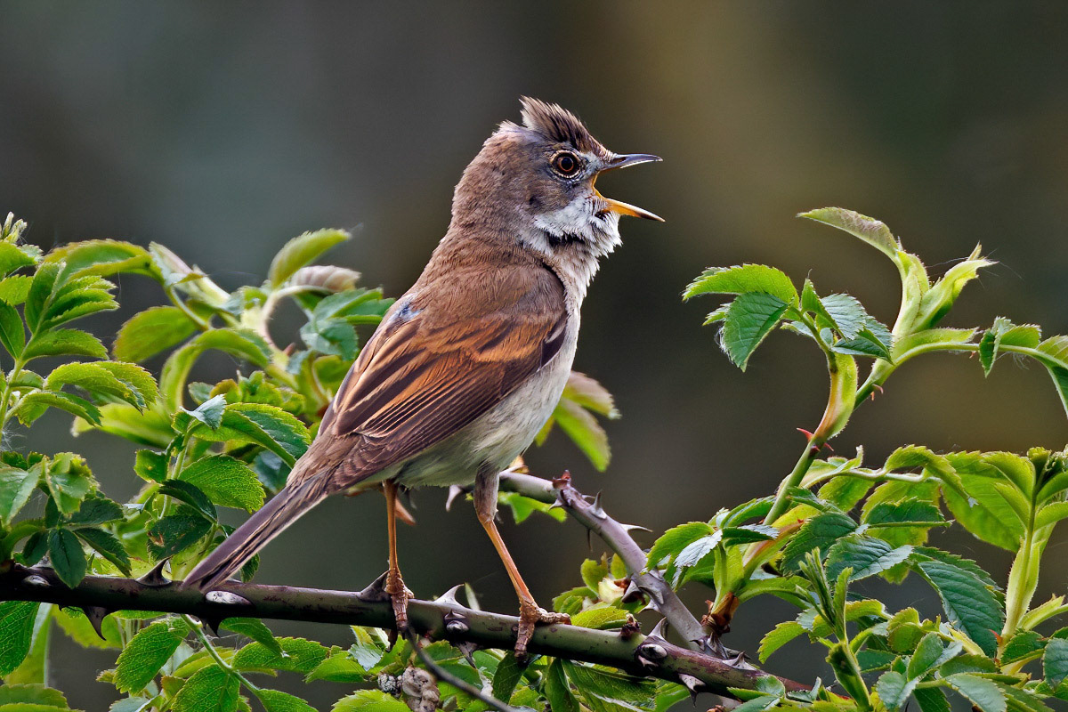 Common Whitethroat