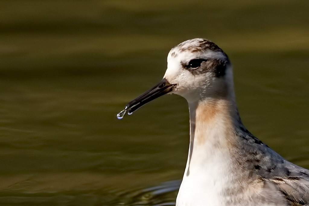 Grey Phalarope