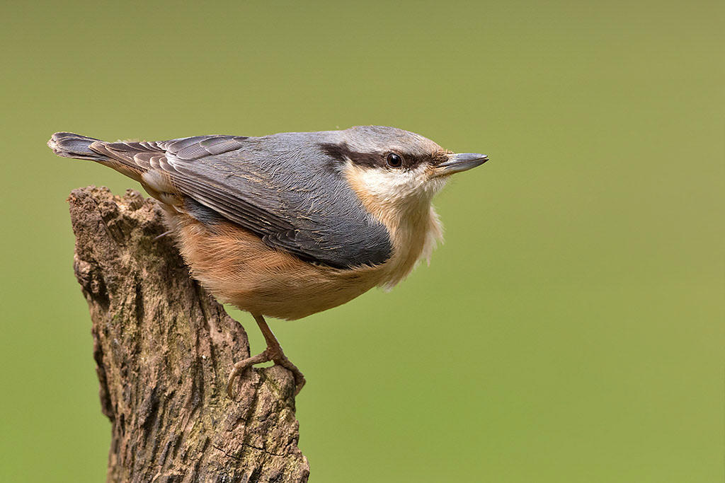Nuthatch