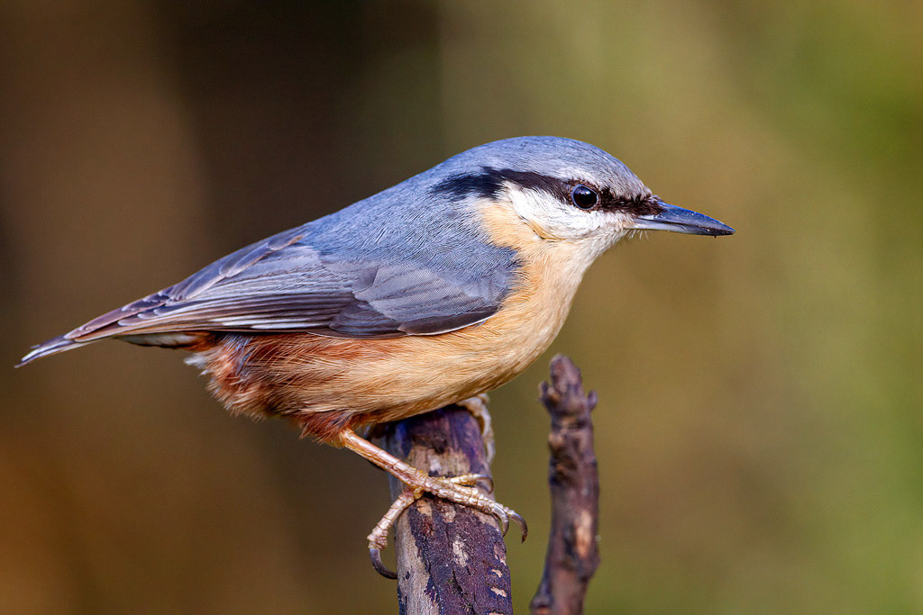 Nuthatch