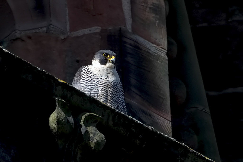 Peregrine Falcon