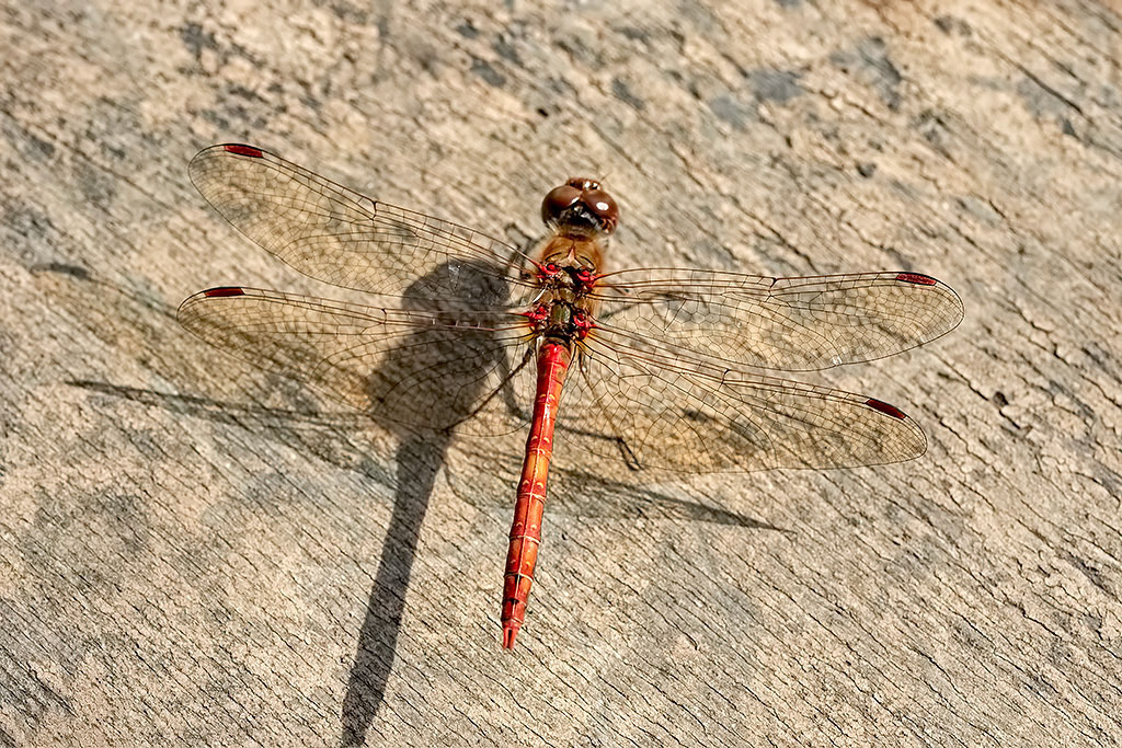 Common Darter