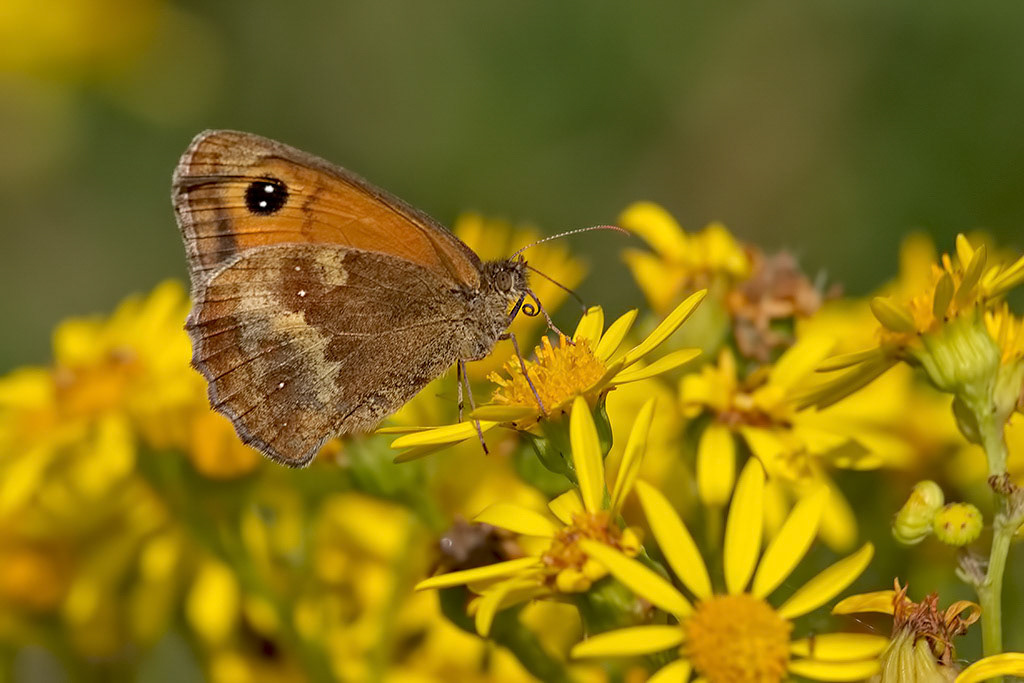 Gatekeeper