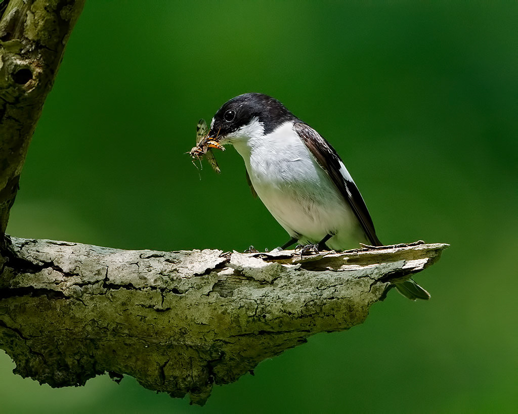 Male Pied Flycatcher