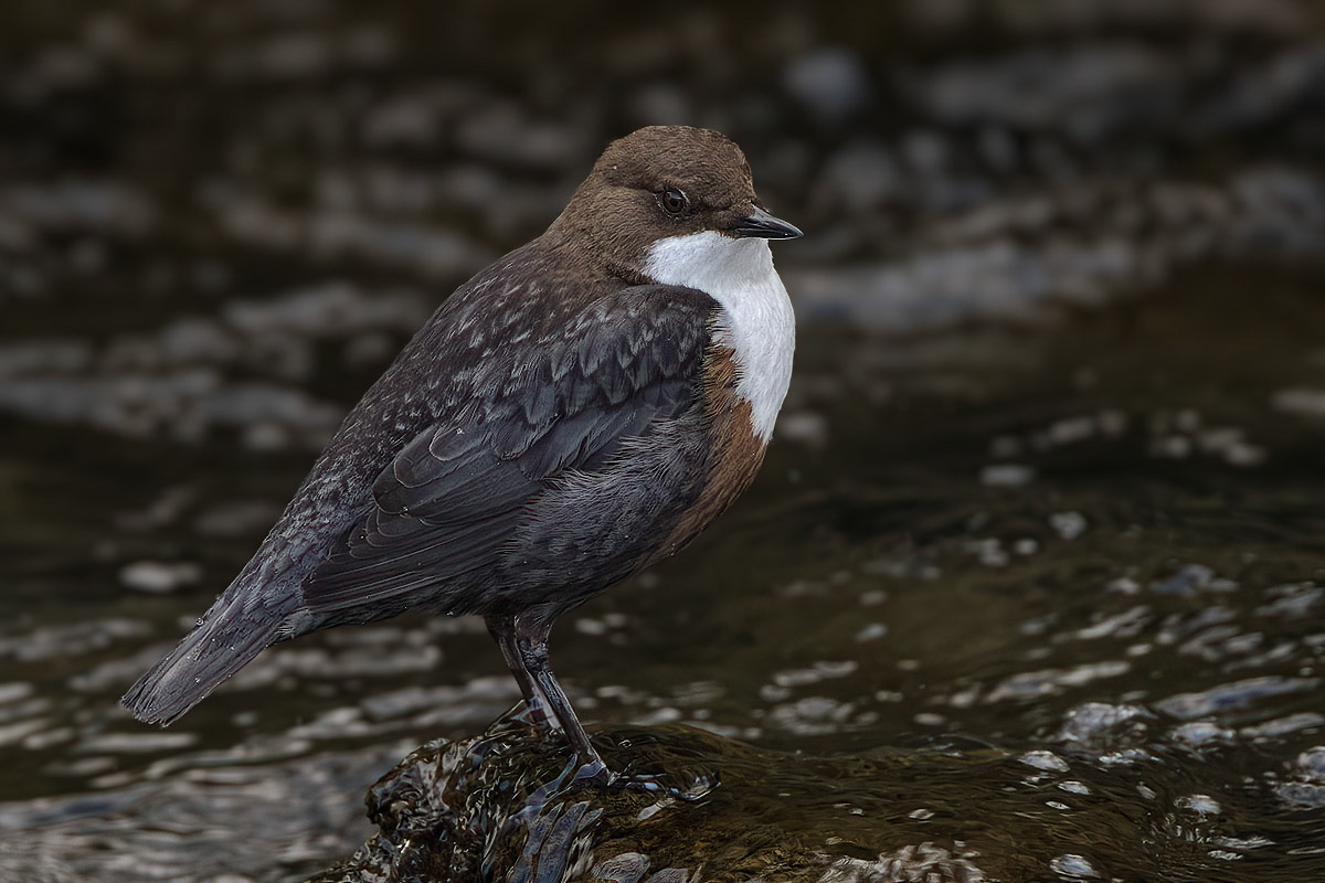 Dipper