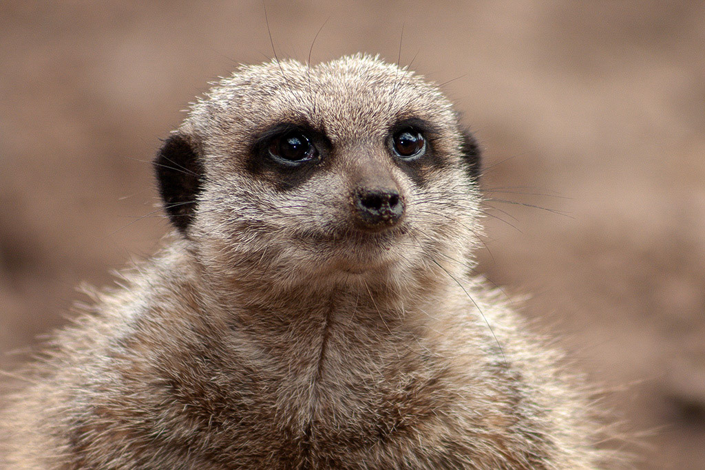 Meercat