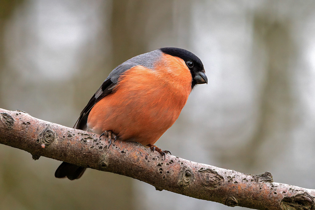 Bullfinch