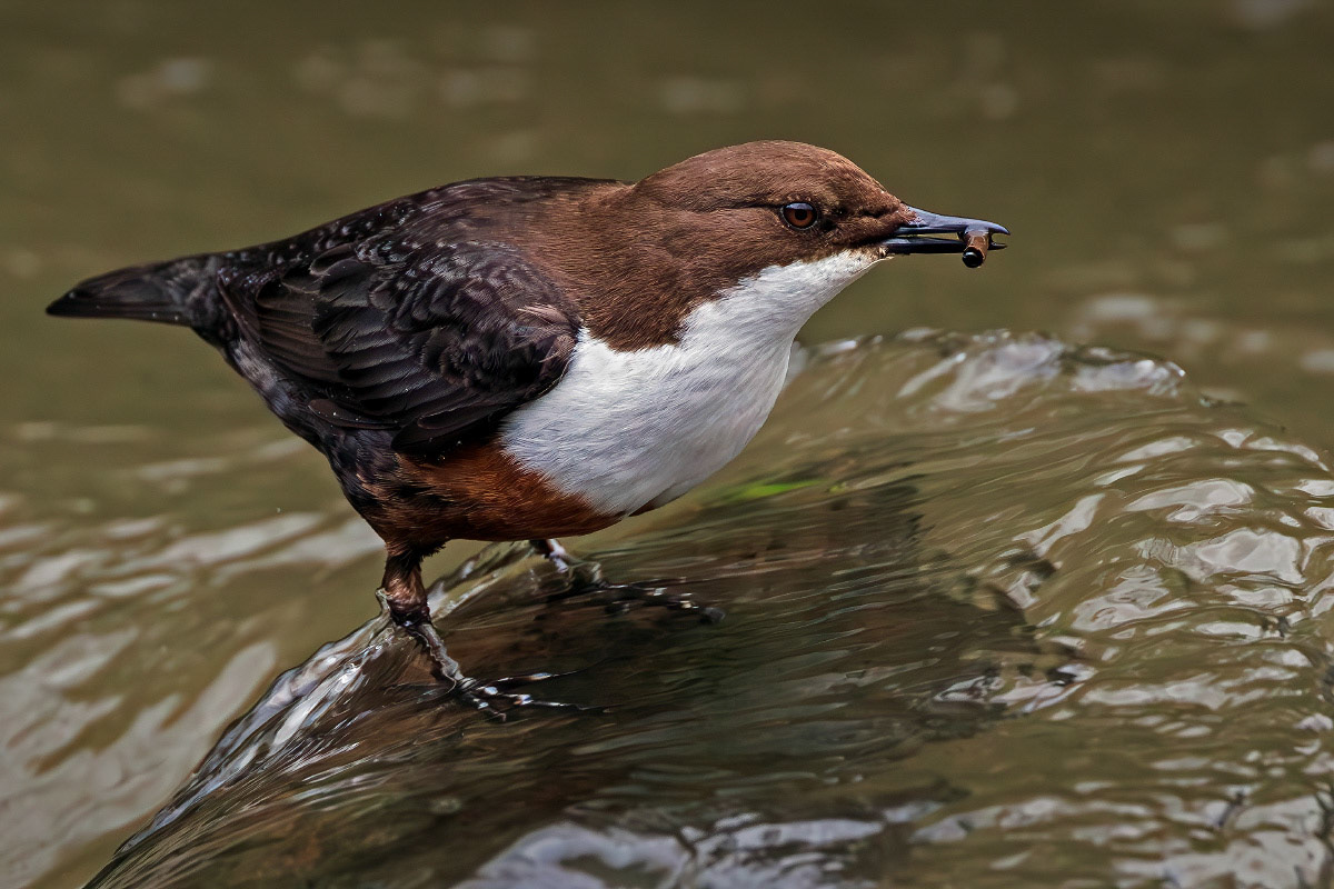 White-throated Dipper