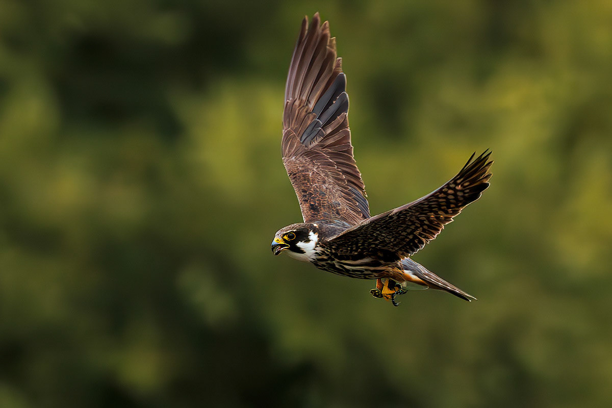 Hobby