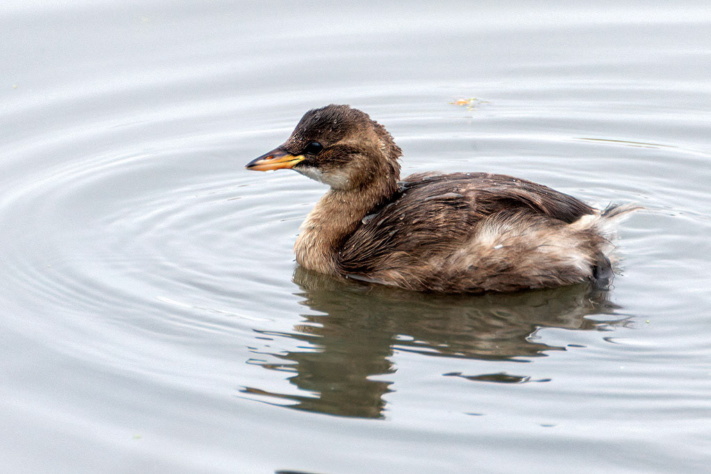 Little Grebe