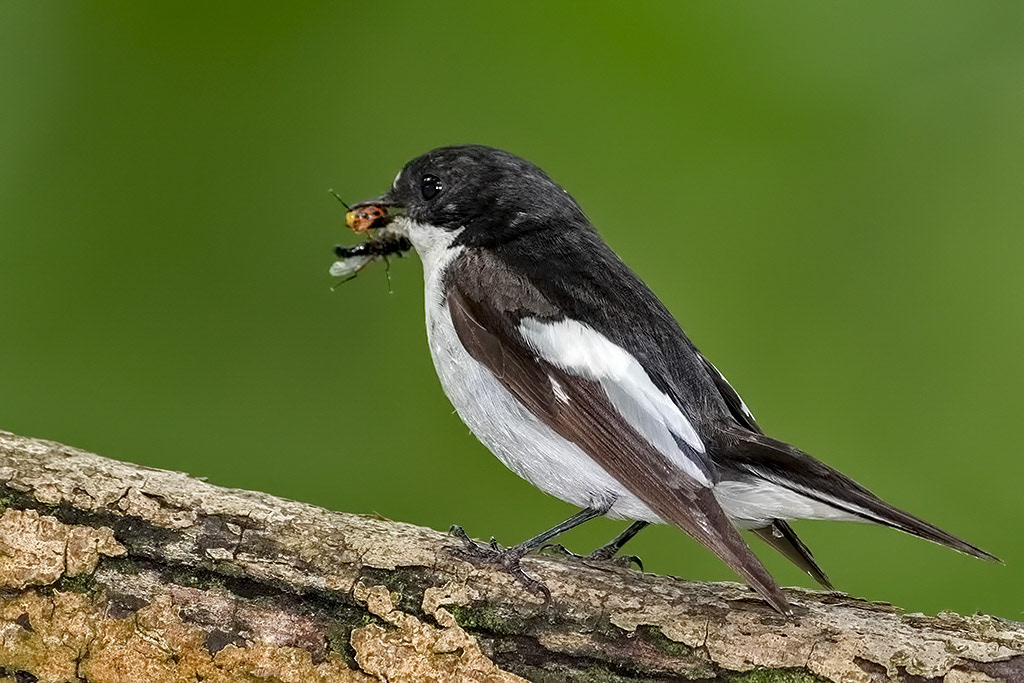 Male Pied Flycatcher
