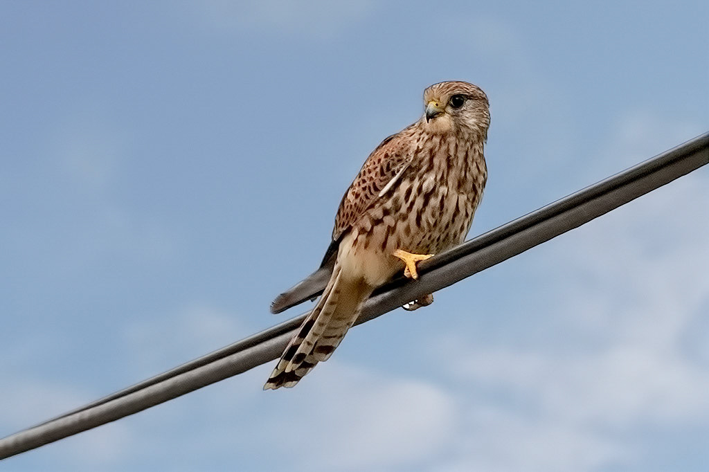 Kestrel