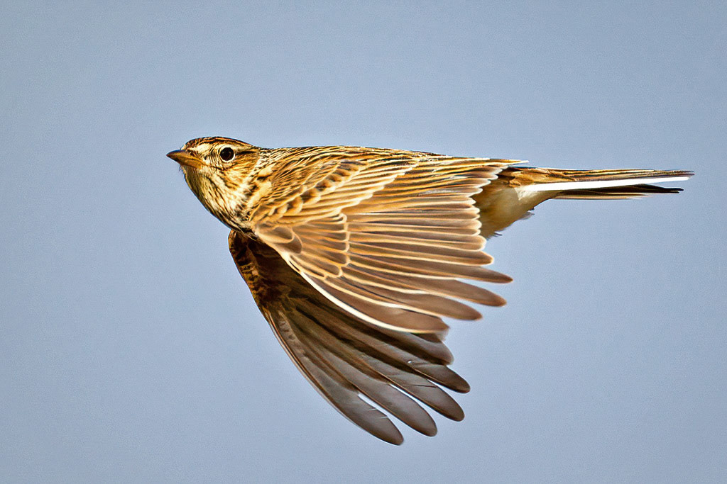 Skylark