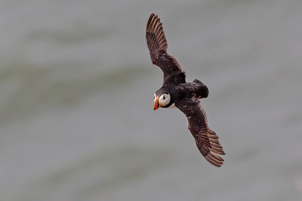 Puffin